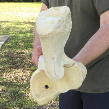 39" Giraffe Radius Leg Bone 
