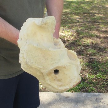 39" Giraffe Radius Leg Bone 