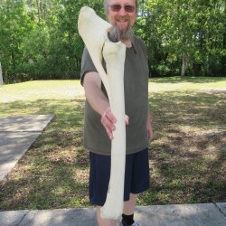 32-1/2" Giraff...