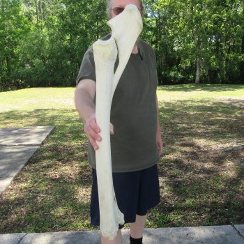 32-1/2" Giraffe Radius Leg Bone 