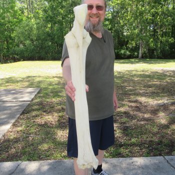 32-1/2" Giraffe Radius Leg Bone 