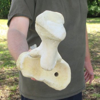 32-1/2" Giraffe Radius Leg Bone 