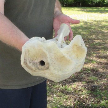 32-1/2" Giraffe Radius Leg Bone 