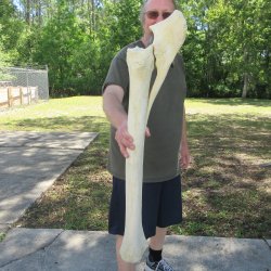 34" Giraffe Ra...
