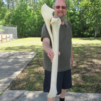 34" Giraffe Radius Leg Bone 