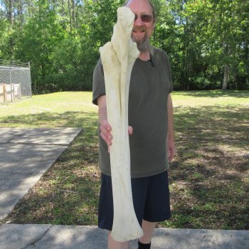 34" Giraffe Radius Leg Bone 