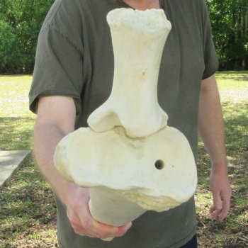 34" Giraffe Radius Leg Bone 