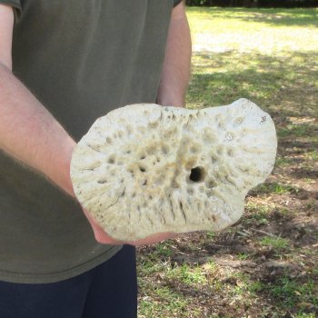 34" Giraffe Radius Leg Bone 