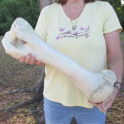 21-1/2" Giraff...