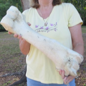 21-1/2" Giraffe Humerus Leg Bone 