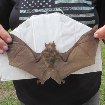 Preserved H.Larvatus Bat with open wings 