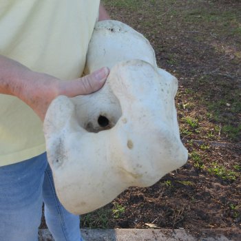 21-1/2" Giraffe Humerus Leg Bone 