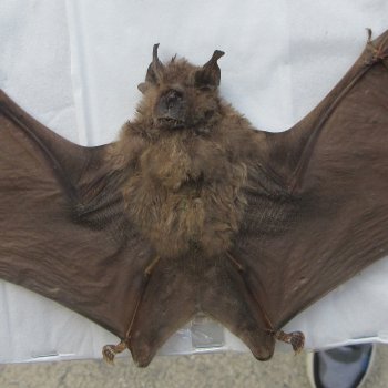 Preserved H.Larvatus Bat with open wings 