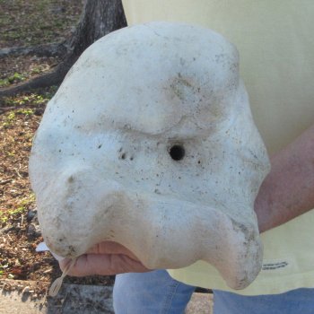 21-1/2" Giraffe Humerus Leg Bone 