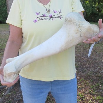 21-1/4" Giraffe Humerus Leg Bone 