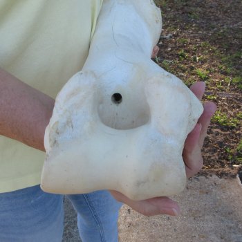 21-1/4" Giraffe Humerus Leg Bone 