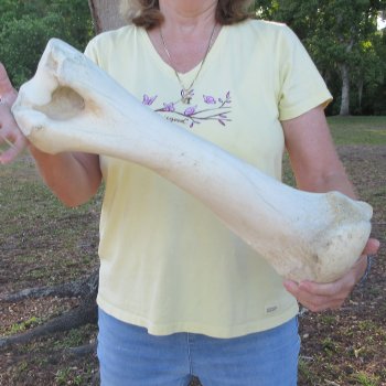 21-3/4" Giraffe Humerus Leg Bone 