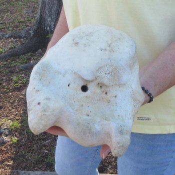 21-3/4" Giraffe Humerus Leg Bone 