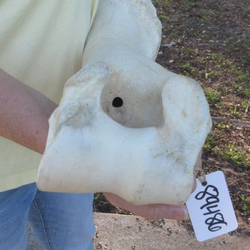 21-3/4" Giraffe Humerus Leg Bone 