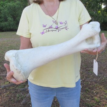 20-1/2" Giraffe Humerus Leg Bone 