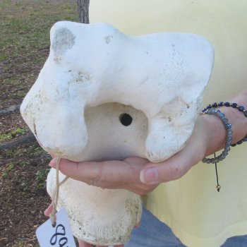 20-1/2" Giraffe Humerus Leg Bone 