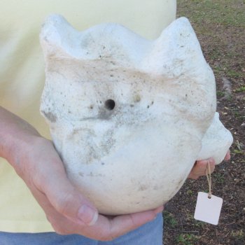 20-1/2" Giraffe Humerus Leg Bone 