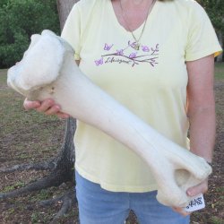 22-1/2" Giraff...