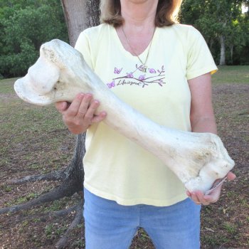 22-1/2" Giraffe Humerus Leg Bone 