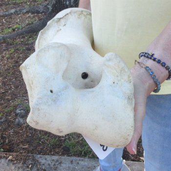 22-1/2" Giraffe Humerus Leg Bone 