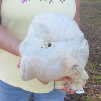 22-1/2" Giraffe Humerus Leg Bone 