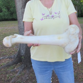 19-1/4" Giraffe Femur Leg Bone 