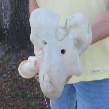 19-1/4" Giraffe Femur Leg Bone 