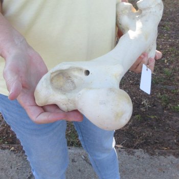 19-1/4" Giraffe Femur Leg Bone 