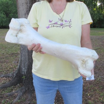 21-1/4" Giraffe Humerus Leg Bone 