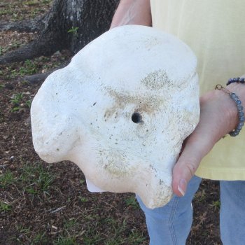 21-1/4" Giraffe Humerus Leg Bone 