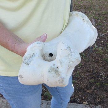 21-1/4" Giraffe Humerus Leg Bone 