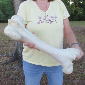 21" Giraffe Femur Leg Bone 