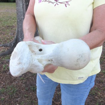 21" Giraffe Femur Leg Bone 