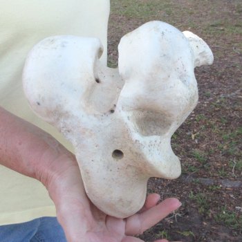 21" Giraffe Femur Leg Bone 
