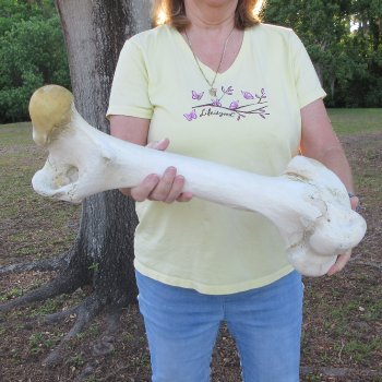 21" Giraffe Femur Leg Bone 