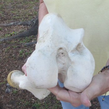 21" Giraffe Femur Leg Bone 