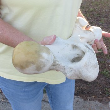 21" Giraffe Femur Leg Bone 