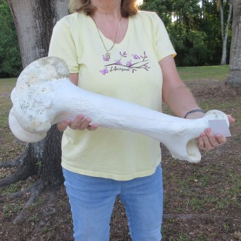 22-1/4" Giraffe Femur Leg Bone 