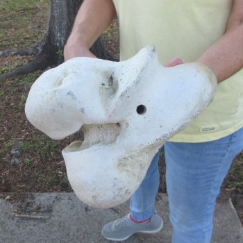 22-1/4" Giraffe Femur Leg Bone 