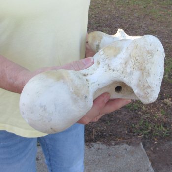 22-1/4" Giraffe Femur Leg Bone 