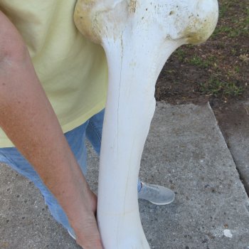 22-1/4" Giraffe Femur Leg Bone 