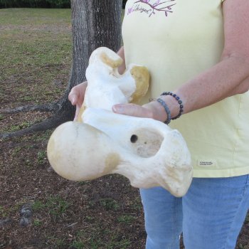 21" Giraffe Femur Leg Bone 