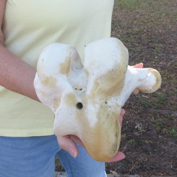 21" Giraffe Femur Leg Bone 