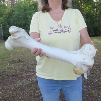 20-1/2" Giraffe Femur Leg Bone 