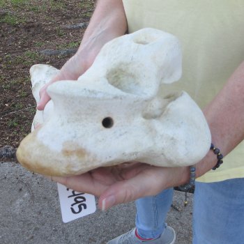 20-1/2" Giraffe Femur Leg Bone 